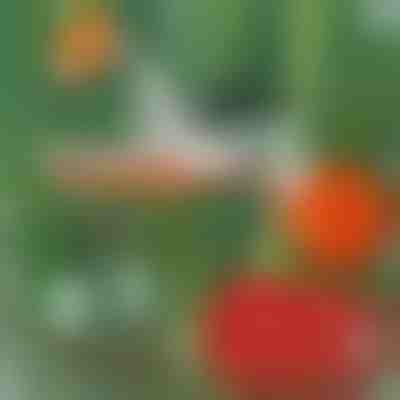 Επαγγελματικό συρραπτικό φυτών | PLANTBRAND